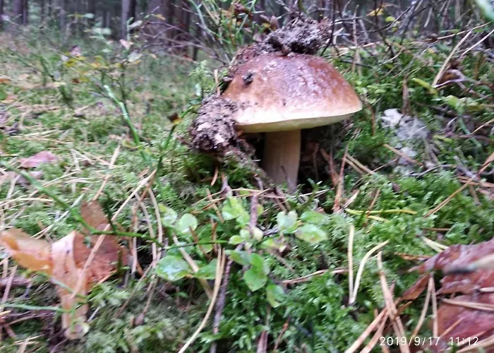 Ferienvilla Jolanta Mit Sauna By Interhome Дом отдыха *